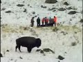 BFC: Bison Hunt Video from 1/07/06 - Pt. 1