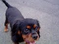 ???????????Cavalier pup \"Sacthmo\"first ball retrive ???????????Cavalier pup \"Sacthmo\"first ball retrive