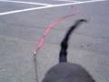 videos de ボール捕ったどーっぉ♪Cavalier pup 