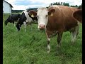 nochmaaal_bauernhof_kuehe.wmv nochmaaal_bauernhof_kuehe.wmv