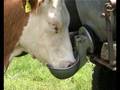 nochmaaal_bauernhof_kuehe.wmv