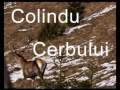 Damiean Nicusor Colindu cerbului 2009