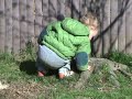 Joey playing in yard