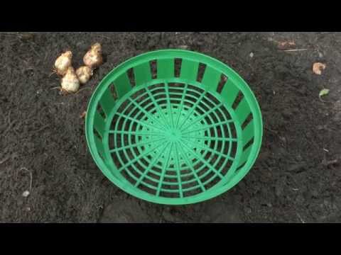 Blumenzwiebeln und Knollen im Pflanzkorb setzen