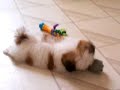 Shih Tzu Puppy Plays With Mouse Shih Tzu Puppy Plays With Mouse