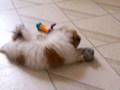 Shih Tzu Puppy Plays With Mouse