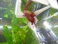 8th SPAWN - betta embrace