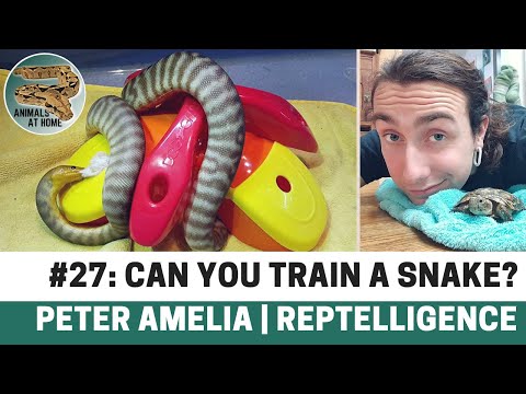 YouTube reptile video