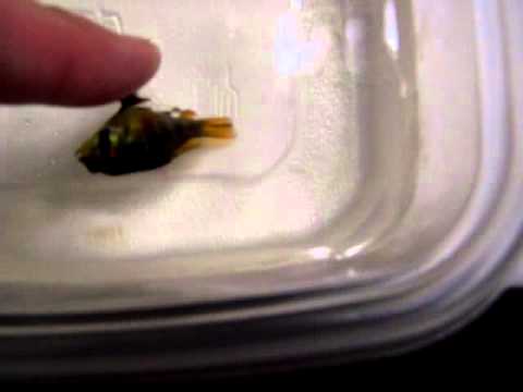 how to cure koi fungus