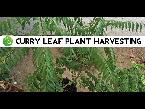 how to harvest curry