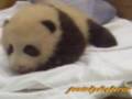 videos de Panda baby Meihin  パンダの赤ちゃん梅浜　大熊猫梅浜　판다 아기梅浜　Panda bebê, Meihin