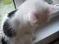 Basya - The Turkish Van Cat on the window sill (video 6) Basya - The Turkish Van Cat on the window sill (video 6)