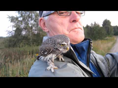 Pygmy Owl - We ringed this young owl this morning. Weight 81g.