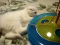 Scottish Fold 【楽しいにゃ2】