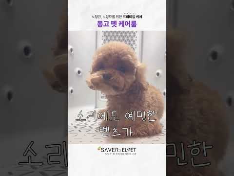 드라이기만 들면 악령들리던 강아지! 잔다...?