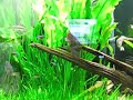150 gallons aquarium plants