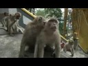 Malaysia Monkey Business Malaysia Monkey Business