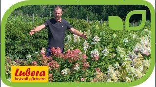 Die Rispenhortensien-Züchtung bei Lubera®