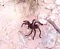 Itsy Bitsy Spider