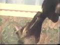 videos de Puppy Vito Part 2