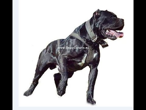 perro de presa canario