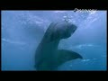 Lemon Shark Bait Test