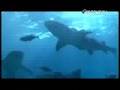 Lemon Shark Bait Test