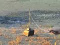 TV vs Shotgun
