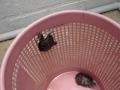 Click here to watch this video CAMILA.. MI TORTUGA ESCAPISTA. JAJAJAJAJ