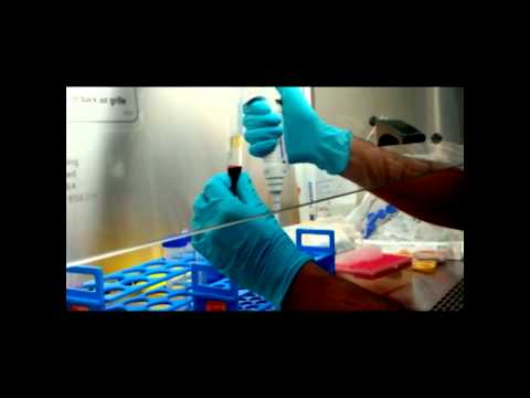 how to isolate mouse pbmc