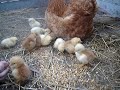 Baby Chicks Eating