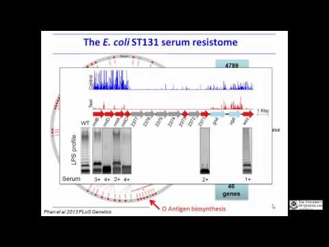 how to treat antibiotic resistant e coli
