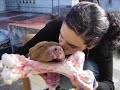 ORKAN (APBT) a puro metal!