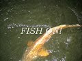 Pamlico Drum Fishing Pamlico Drum Fishing
