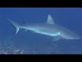 big fish requin raie manta Noum�a