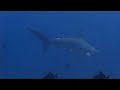 big fish requin raie manta Nouméa