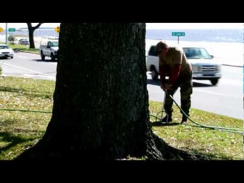 how to fertilize trees oak