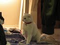 Cat Fight Cat Fight
