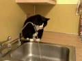 videos de Spunky Doodle Drinking From Faucet