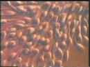 Infinite Number of Sounds - Exorcise w/o Air