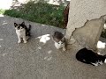 Sette gattini e un cagnolino vivono in campagna dai nonni Sette gattini e un cagnolino vivono in campagna dai nonni