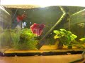 riproduzione betta halfmoon; halfmoon betta spawn