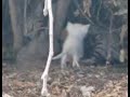 Kitteh Nom Nom Nom