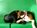 sweet puppies playing and cuddling at eva's play pups