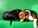 sweet puppies playing and cuddling at eva's play pups