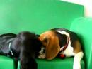 sweet puppies playing and cuddling at eva's play pups