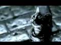 Bacardi Cat 2