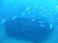 Diving Pensacola, FL and the USS Oriskany