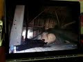 HP Laptop - F.E.A.R Max Payne 2 StarFox GoldenEye 007 N64