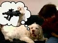 Perrito de Andy Milonakis